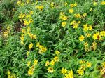 jaune les fleurs du jardin Arnica, Arnica sachalinensis Photo