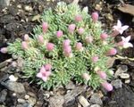 粉红色 园林花卉 Asperula 照
