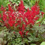 rouge les fleurs du jardin Astilbe, La Barbe De Chèvre Fausse, Fanal Photo