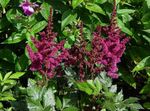 vineux les fleurs du jardin Astilbe, La Barbe De Chèvre Fausse, Fanal Photo