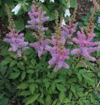 lilas les fleurs du jardin Astilbe, La Barbe De Chèvre Fausse, Fanal Photo