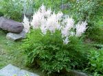 white Garden Flowers Astilbe, False Goat's Beard, Fanal Photo