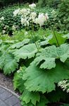 weiß Astilboides, Shieldleaf Roger Blumen Foto