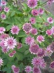pink Garden Flowers Masterwort, Astrantia Photo
