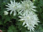 blanc les fleurs du jardin Masterwort, Astrantia Photo