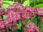 vinoso I fiori da giardino Imperatoria, Astrantia foto