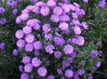 lilac Garden Flowers Aster Photo