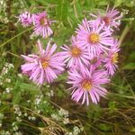 mynd New England Aster lýsing