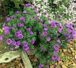 fénykép New England Aster leírás