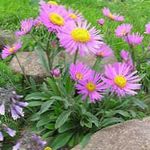 rosa Flores de jardín Aster Alpino, Aster alpinus Foto