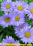 azul claro Flores de jardín Aster Alpino, Aster alpinus Foto