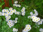 weiß Gartenblumen Alpen-Aster, Aster alpinus Foto