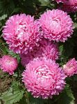 rose les fleurs du jardin China Aster, Callistephus chinensis Photo