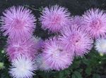 lilas les fleurs du jardin China Aster, Callistephus chinensis Photo