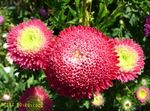 rouge les fleurs du jardin China Aster, Callistephus chinensis Photo