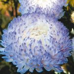 bleu ciel les fleurs du jardin China Aster, Callistephus chinensis Photo