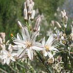 blanc les fleurs du jardin Asphodèle Blanc, Asphodelus Photo