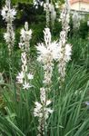 білий Садові Квіти Асфоделюс, Asphodelus Фото
