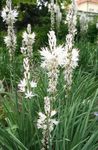 white Garden Flowers White Asphodel, Asphodelus Photo