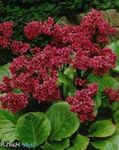 rojo Flores de jardín Bergenia Foto