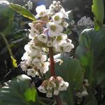 blanco Flores de jardín Bergenia Foto