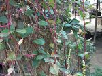 бео Баштенске Цветови Баселла, Basella фотографија