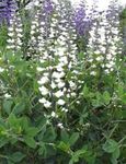 bianco I fiori da giardino Falso Indaco, Baptisia foto