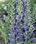 Фото Baptisia сипаттамасы