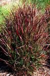 vineux des plantes décoratives Millet des céréales, Panicum Photo