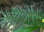 Ostrich Fern, Garden Fern, Shuttlecock Fern