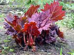 Photo Rhubarb, Pieplant, Da Huang Leafy Ornamentals description