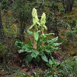 Photo Rhubarb, Pieplant, Da Huang Leafy Ornamentals description