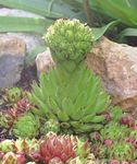 フォト Rosularia 多肉植物 説明