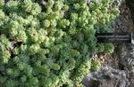 chiaro-verde Le piante ornamentali Rosularia le piante grasse foto