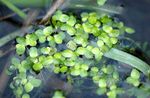 chiaro-verde Le piante ornamentali Lemna acquatici foto