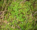 Photo Spring meadow spikemoss, Swiss clubmoss Ferns description