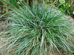 Photo Blue Moor-grass Cereals description