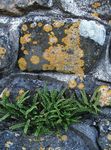 grøn Prydplanter Rustyback Bregne, Rustne-Back Bregne, Skællende Spleenwort, Ceterach Foto