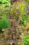 Photo Mitsu-ba, Japanese Honeywort, Japanese Parsley Leafy Ornamentals description