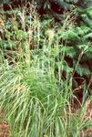 svetlo-zelena Okrasne Rastline Trave Spartina, Prairie Kabel Trava žito fotografija