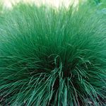 Sporobolus, Prairie dropseed