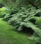 Autruche Fougère, Fougère Jardin, Volant Fougère