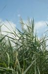 foto Gemeenschappelijke Riet Waterplanten beschrijving