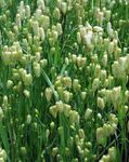 Quaking Grass