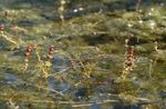 フォト オウムの羽の水ノコギリソウ 水生植物 説明