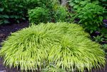 multicolor Ornamental Plants Hakone Grass, Japanese Forest Grass cereals, Hakonechloa Photo