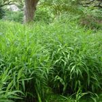 Photo Spangle grass, Wild oats, Northern Sea Oats Cereals description