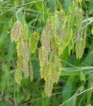 green Ornamental Plants Spangle grass, Wild oats, Northern Sea Oats cereals, Chasmanthium Photo
