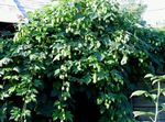 მწვანე დეკორატიული მცენარეები Hop დეკორატიული და ფოთლოვანი, Humulus lupulus სურათი