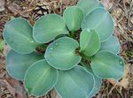 light blue Plantain lily leafy ornamentals, Hosta Photo